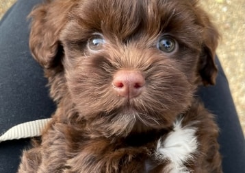 Charlie van der bruin