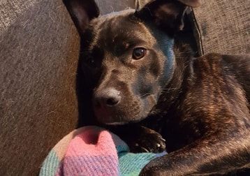 Dog Bear