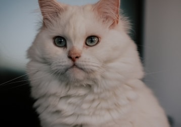 Snowball