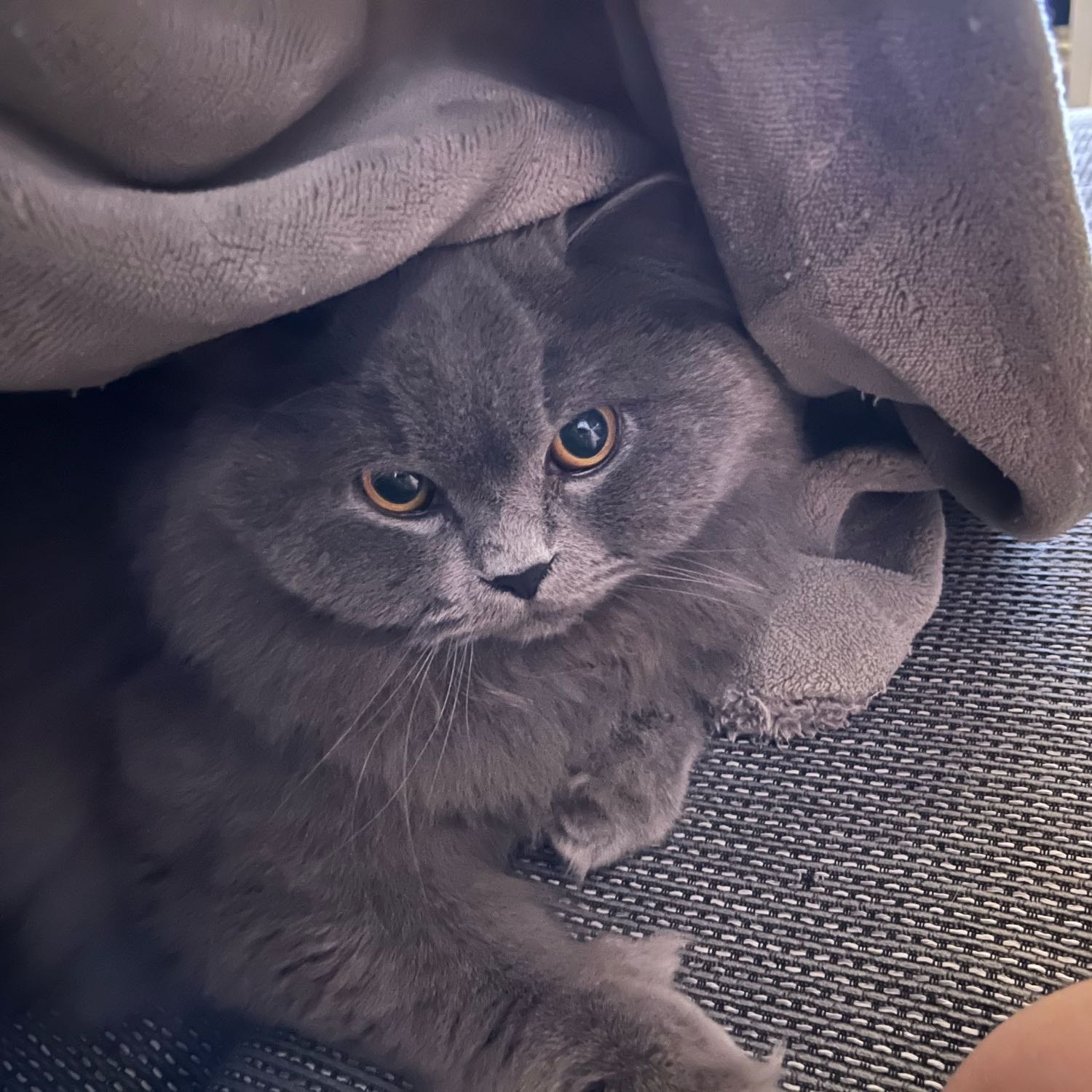Berlioz