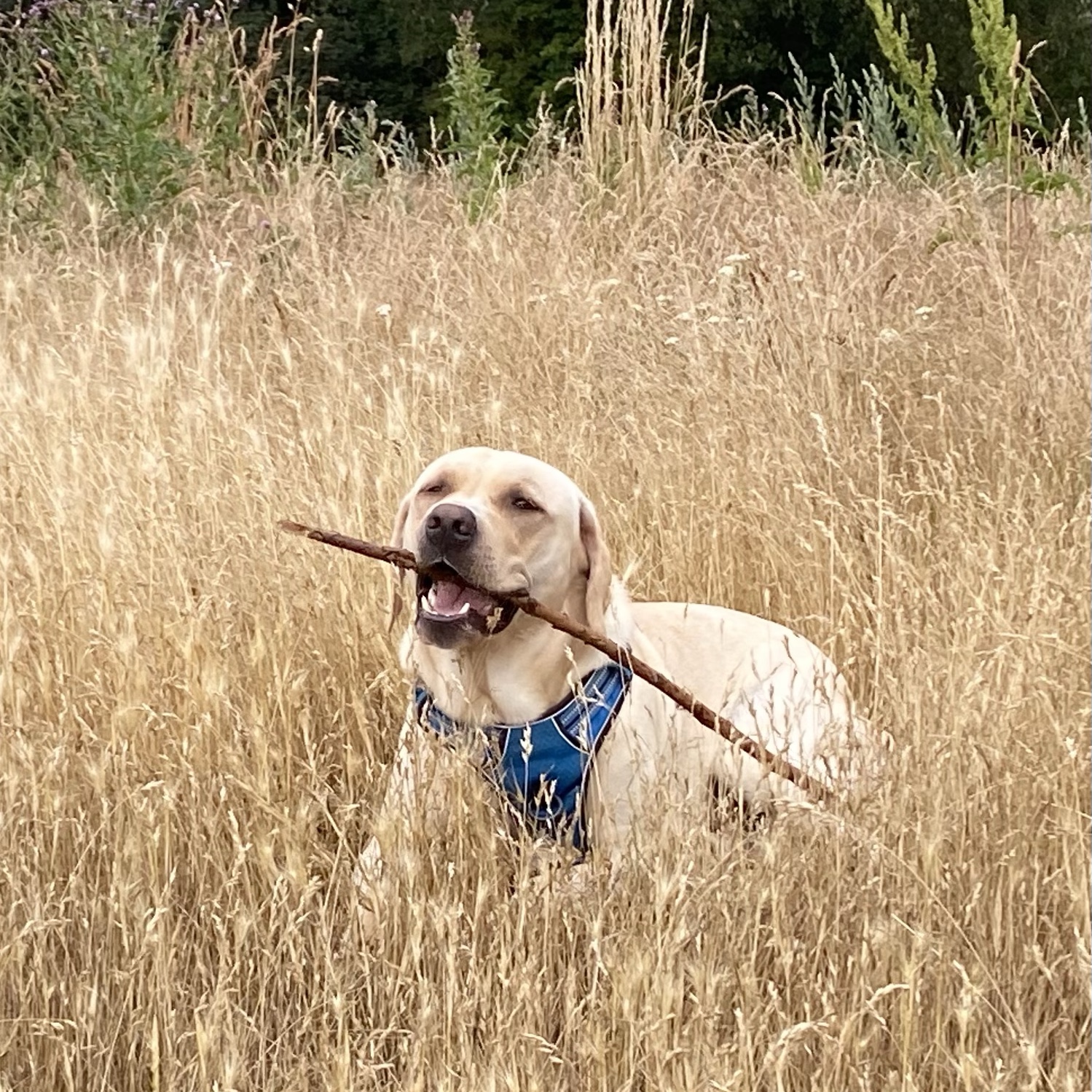 Leo