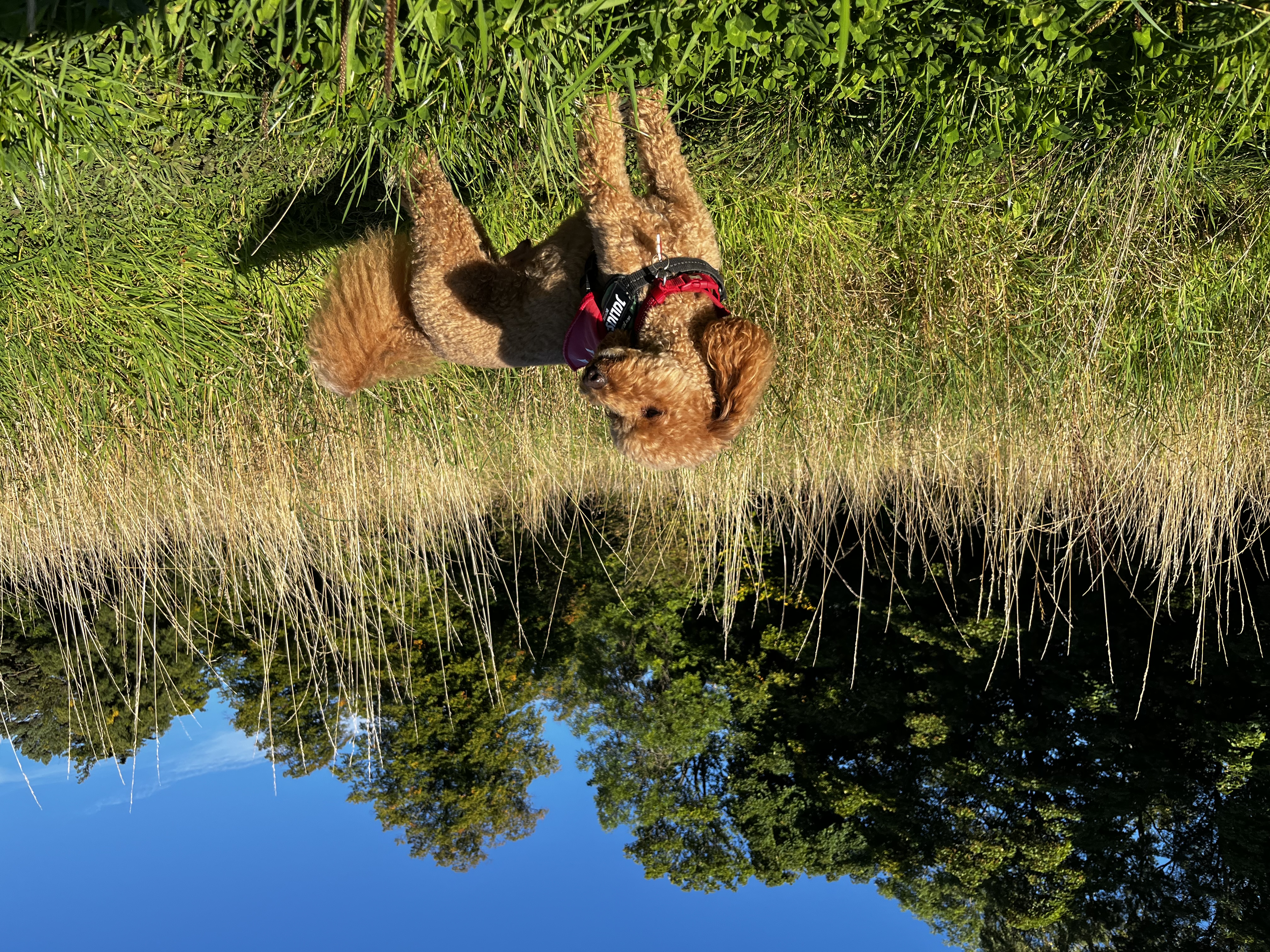 image-7
