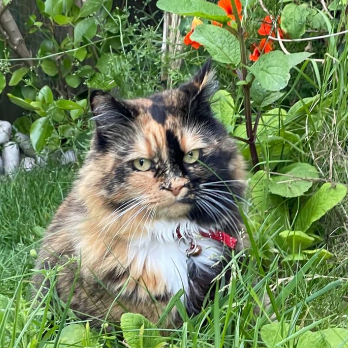 Missy