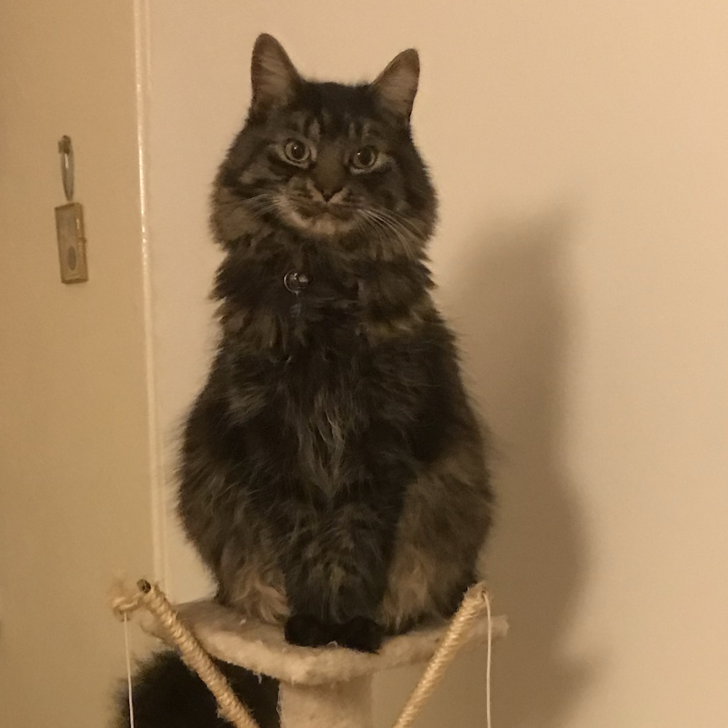 Simba