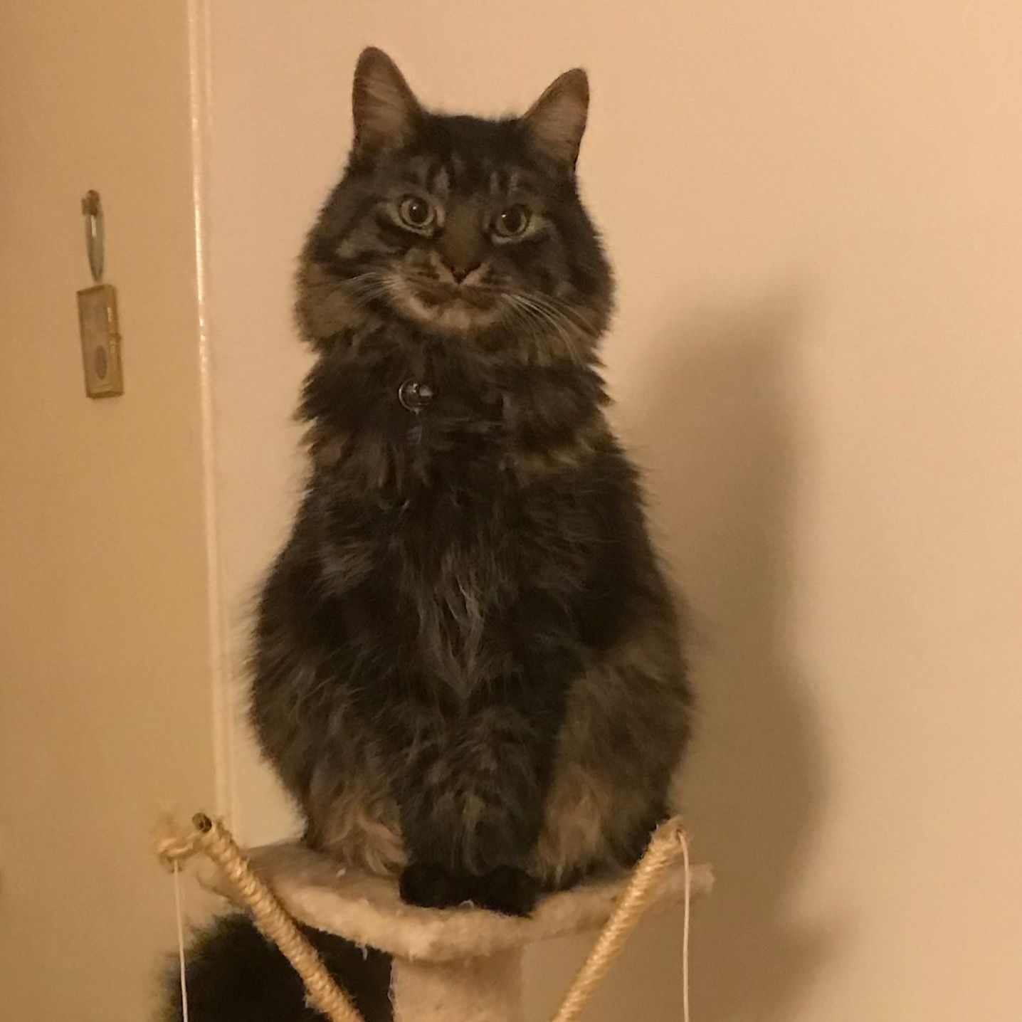 Simba