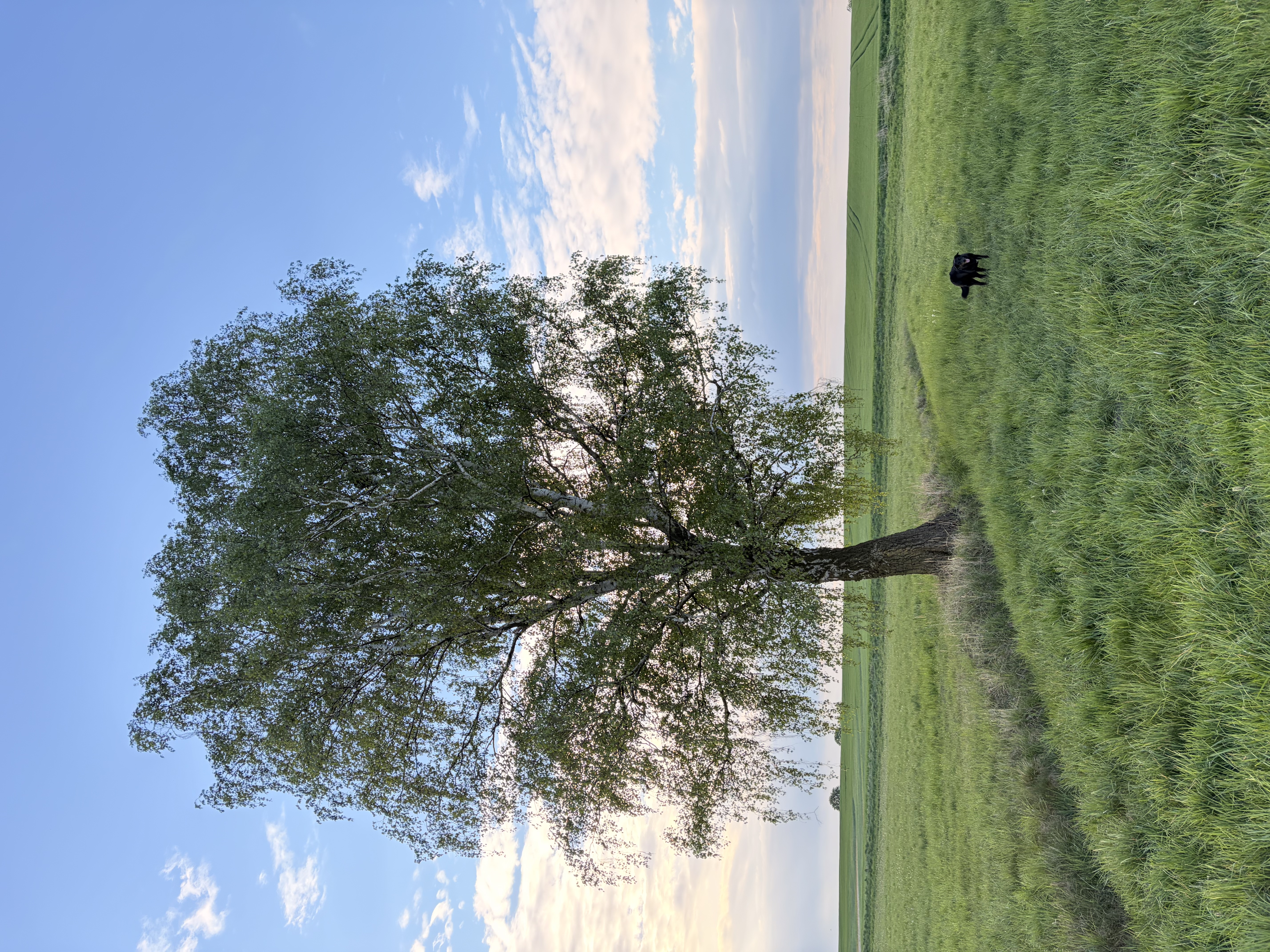 image-14