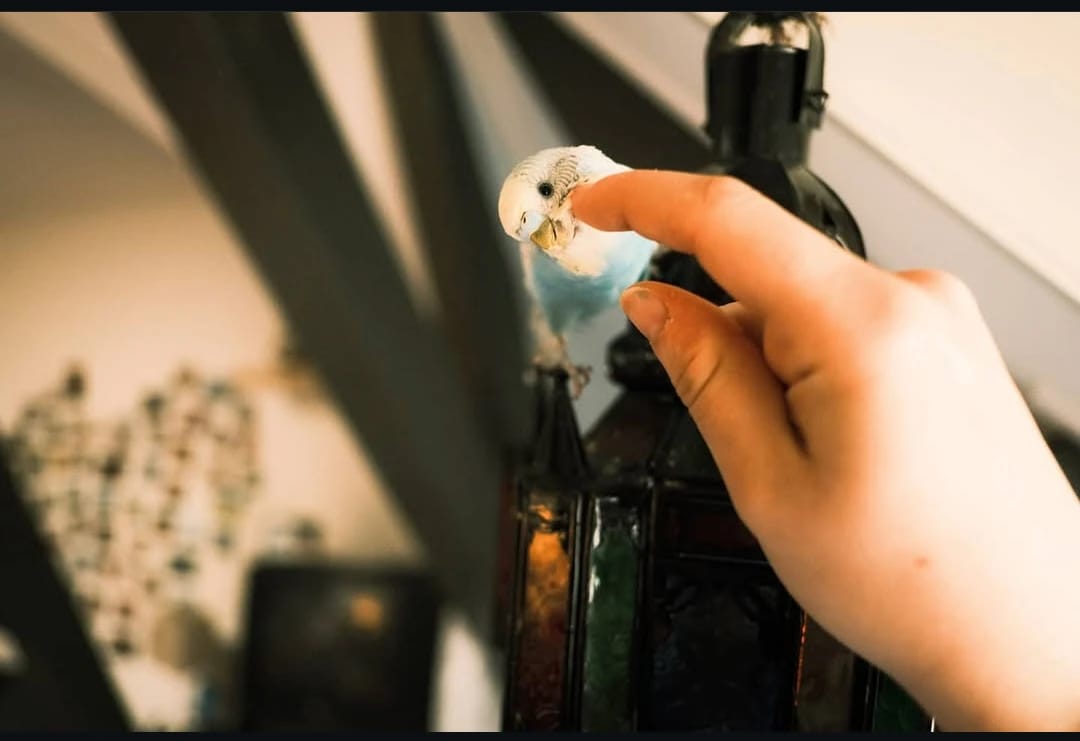 image-4