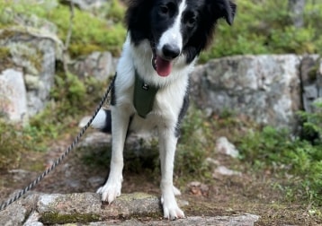 Patje
