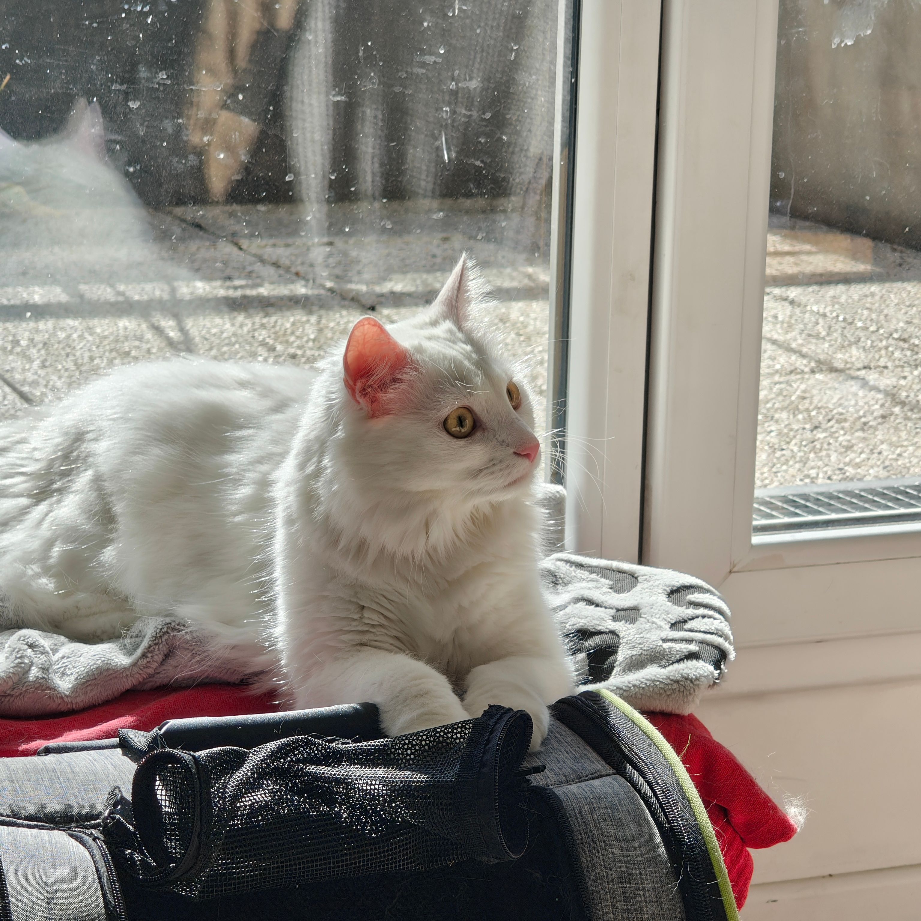Arya
