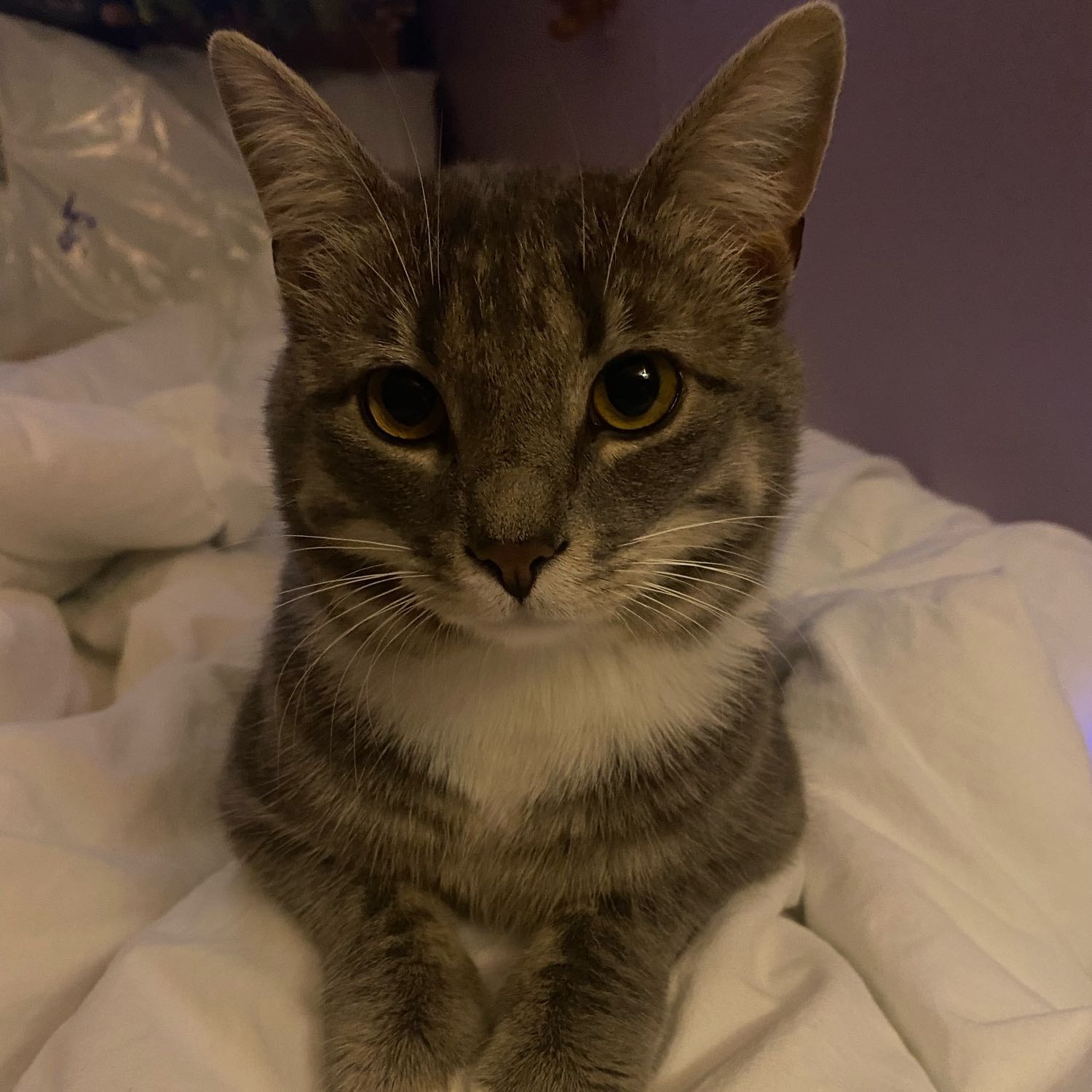 Marcel