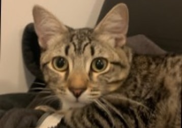 Leo