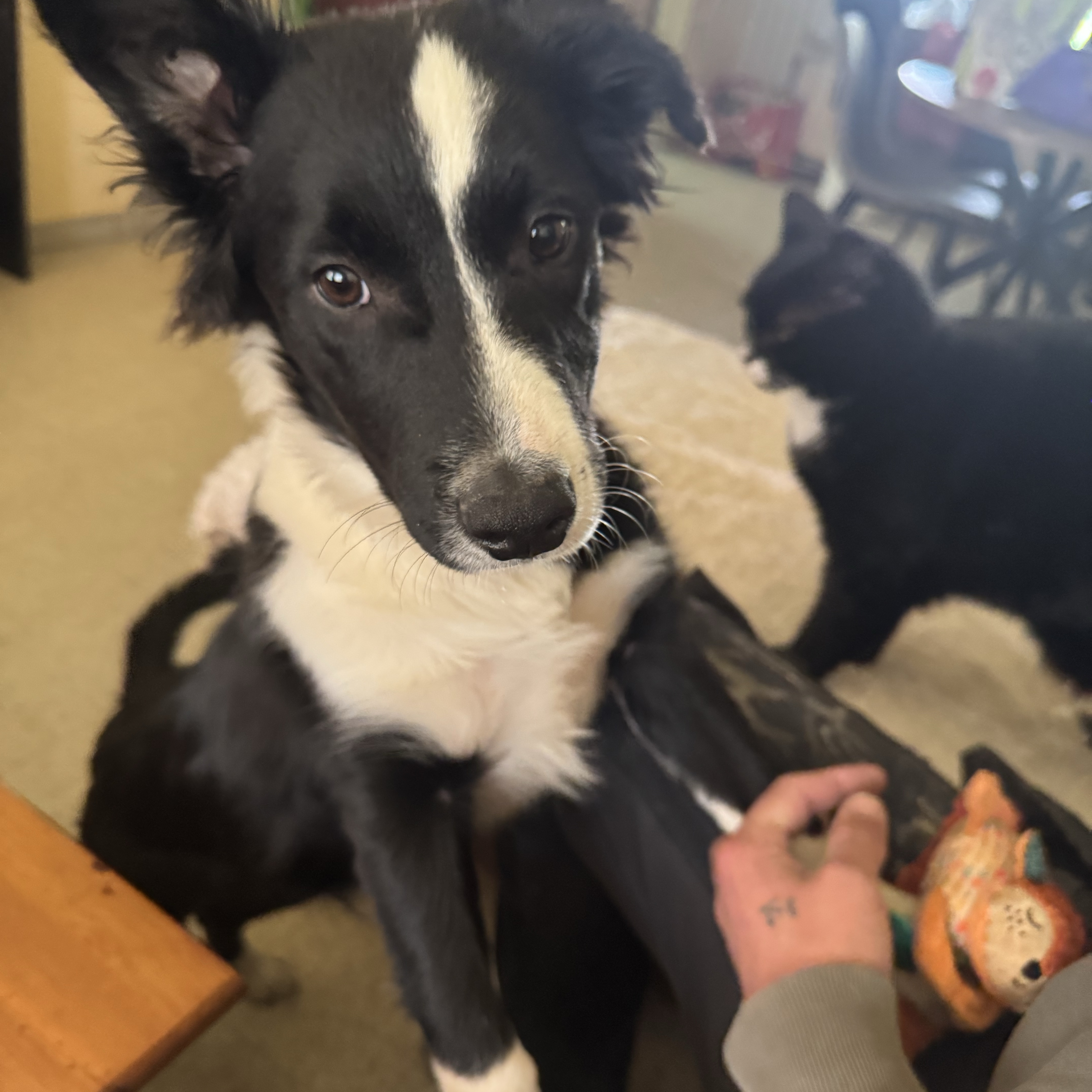 Nash 