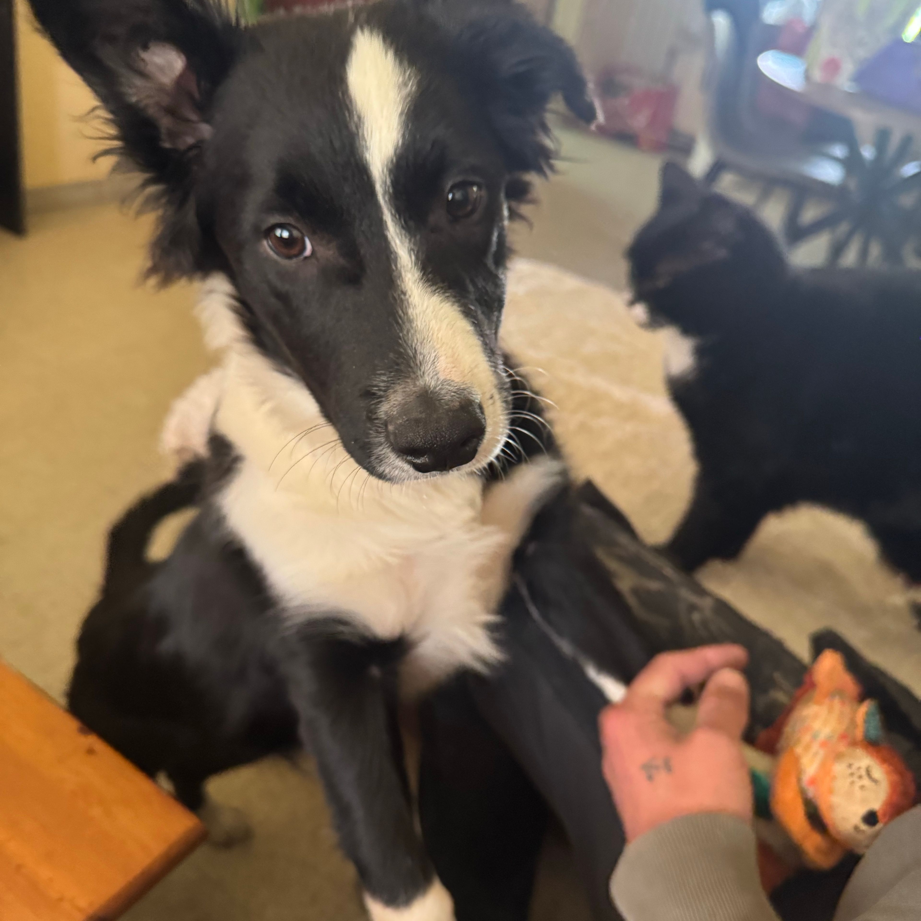 Nash