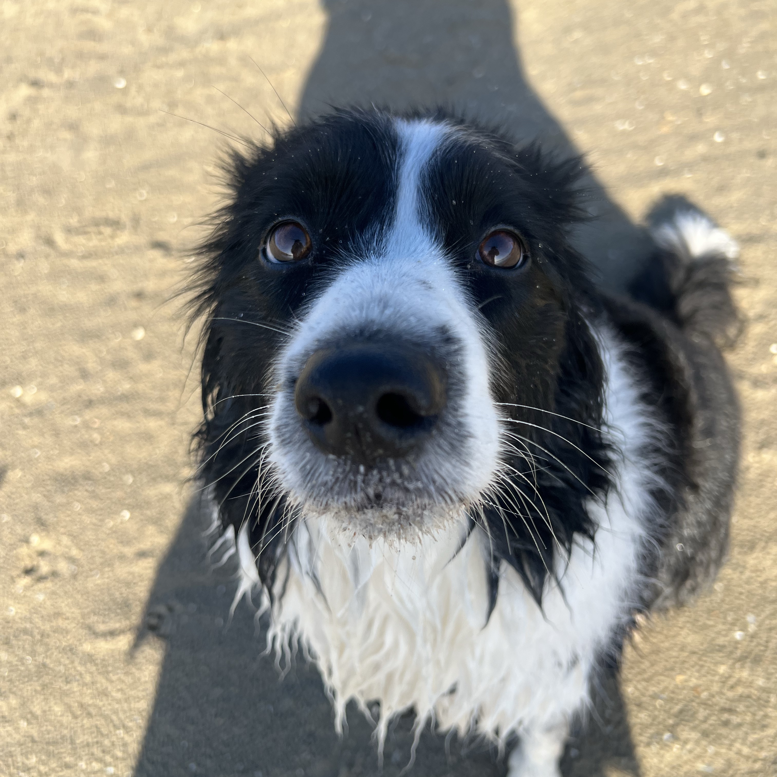 Bo