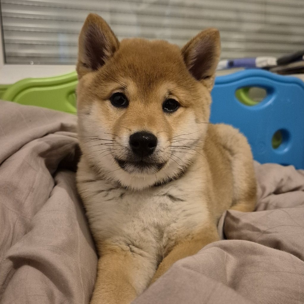 Maki