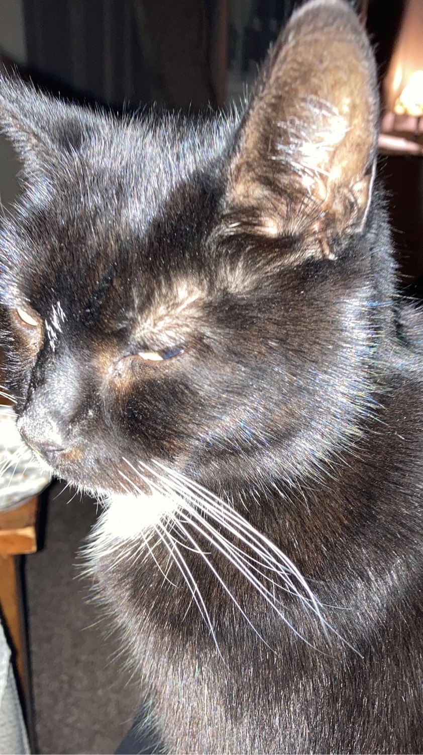 marmite
