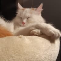 Pamuk