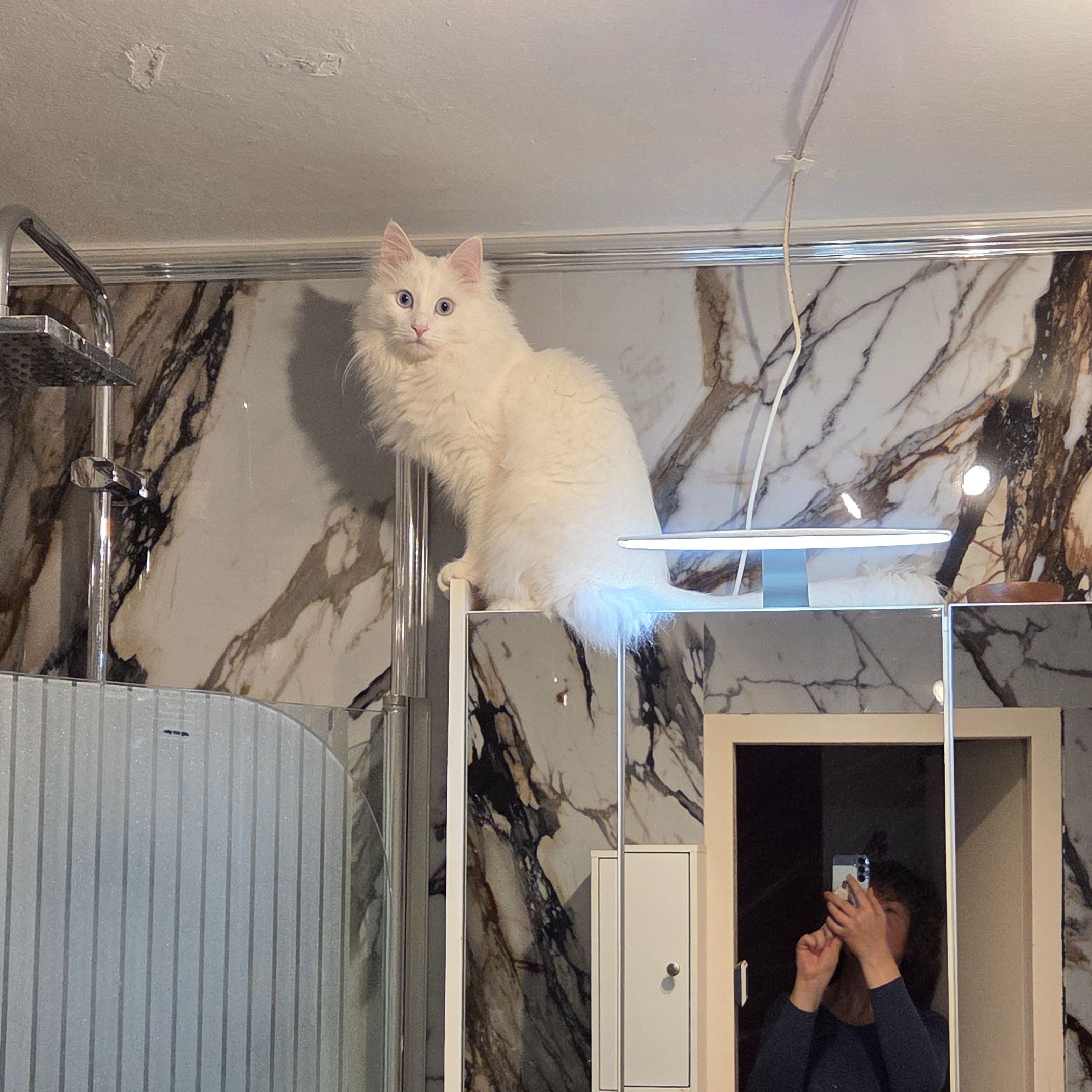 Ayla