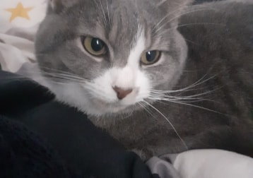 Fig