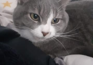 Fig