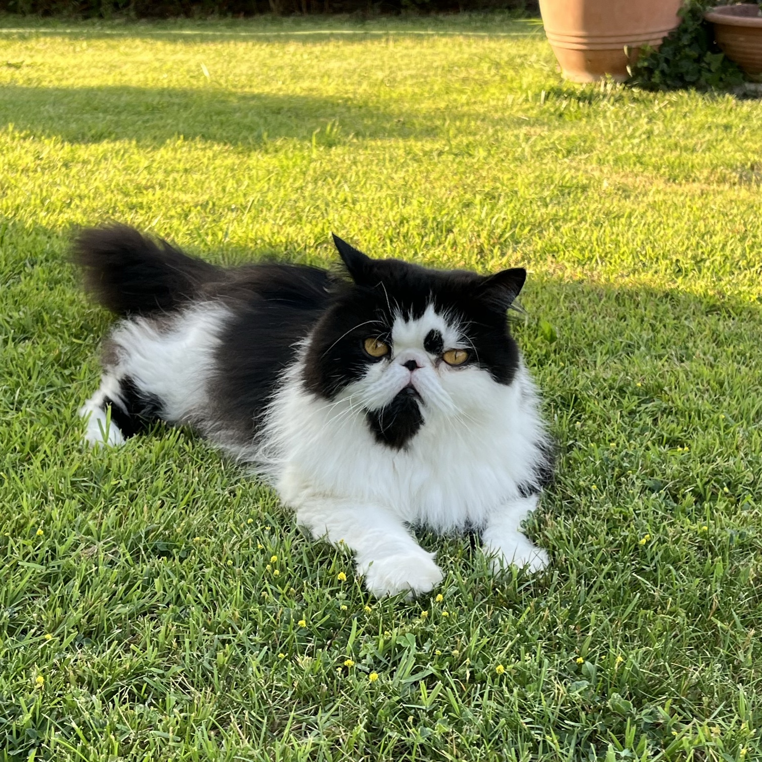 Zeus