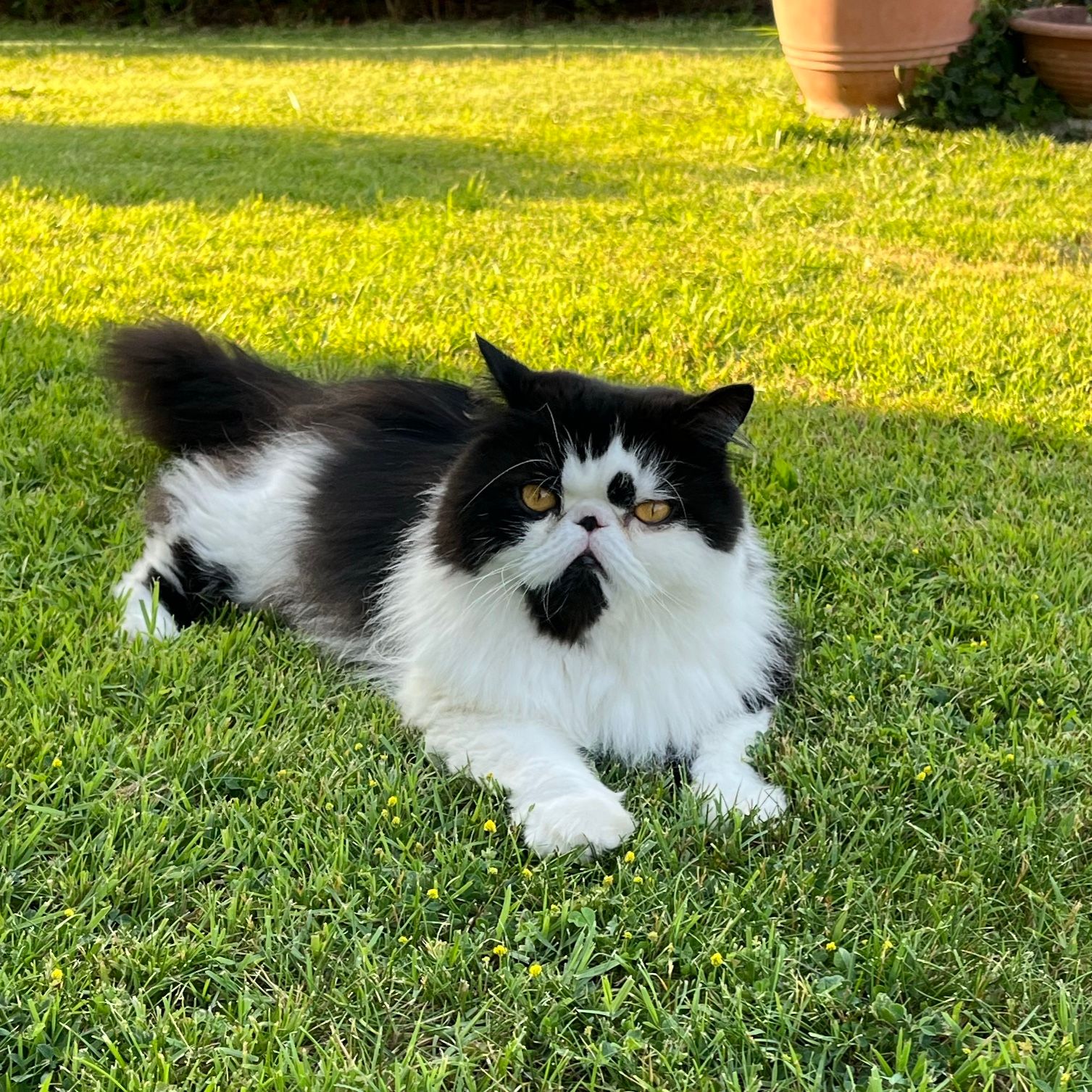Zeus