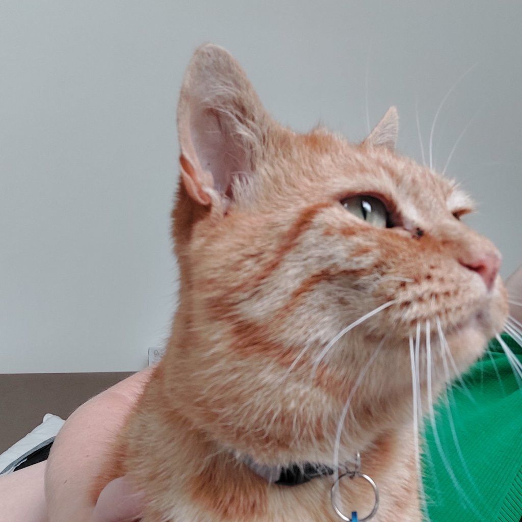 Dorito