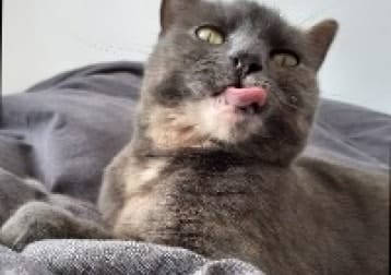 Muis