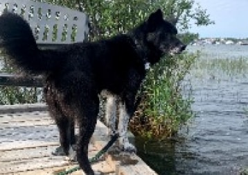 Kalia