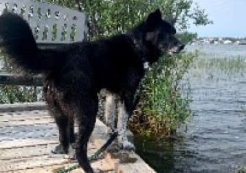 Kalia