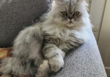 Masi