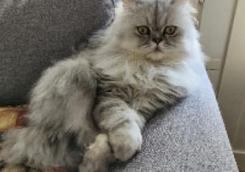 Masi
