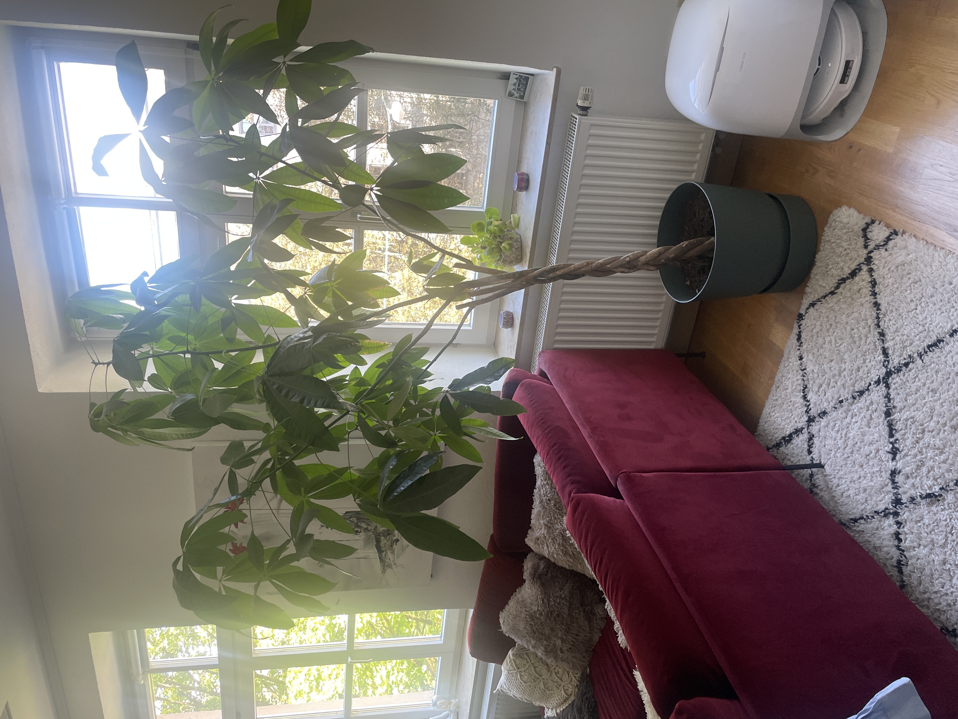 image-19