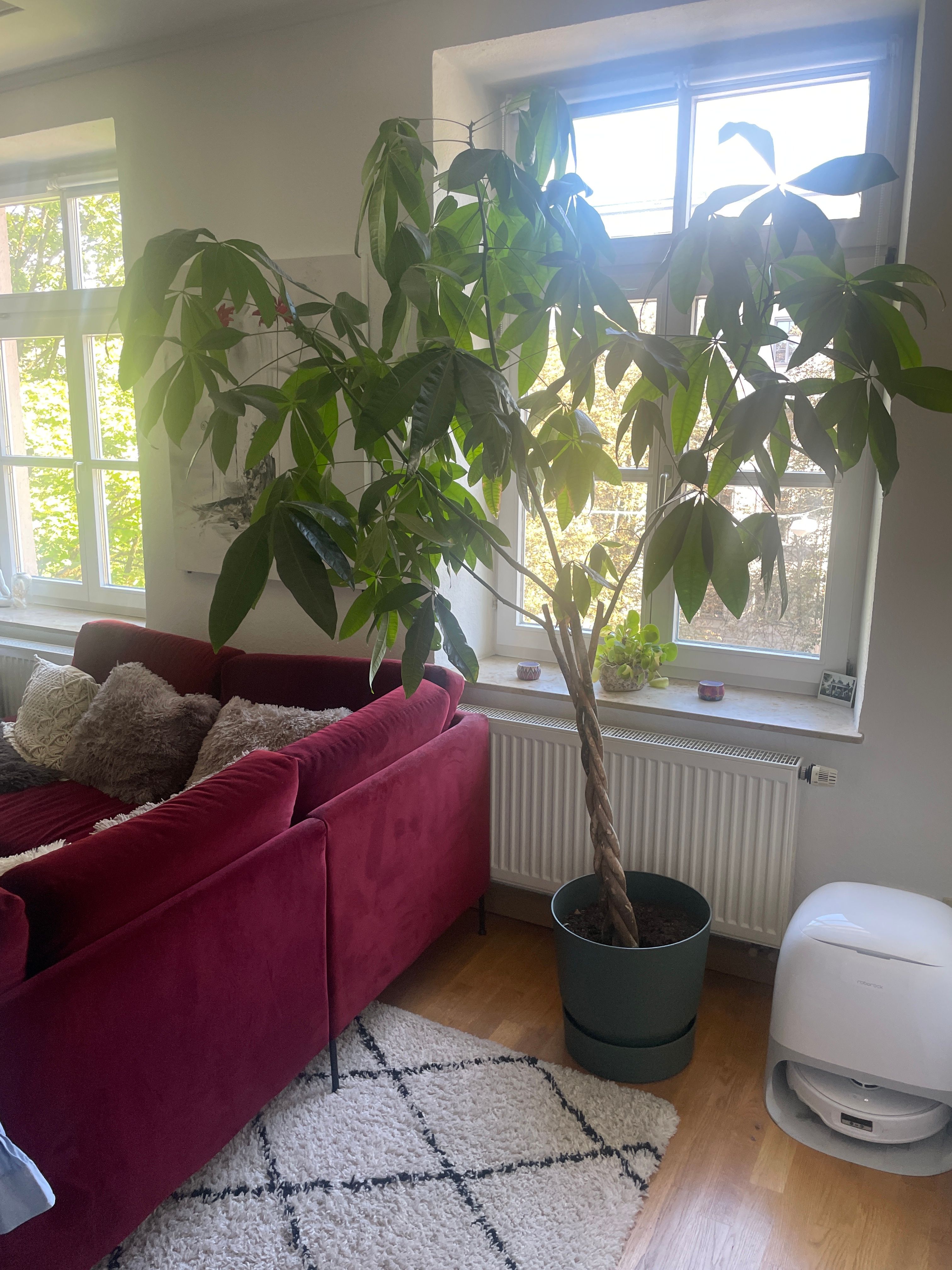 image-19