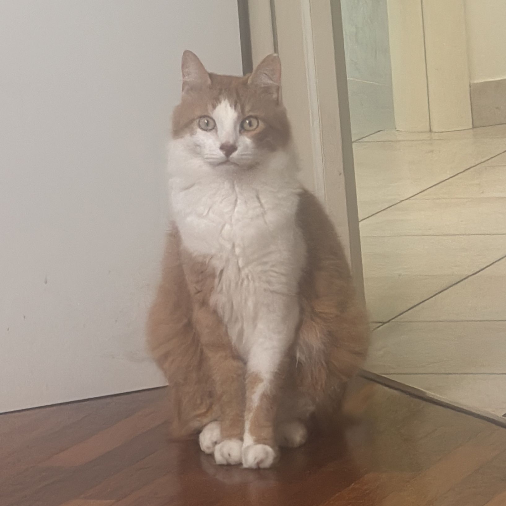 Simba