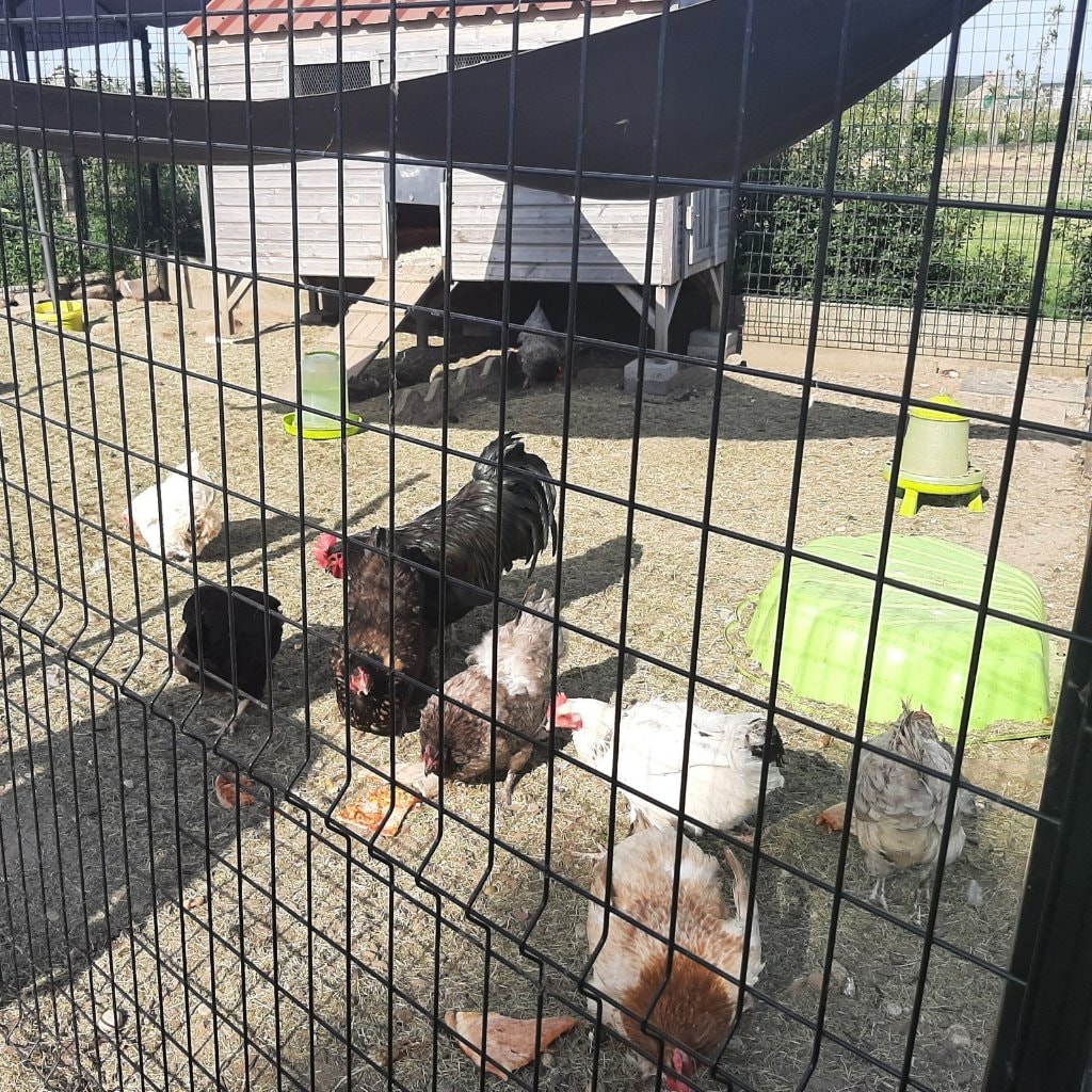Kippen en haan