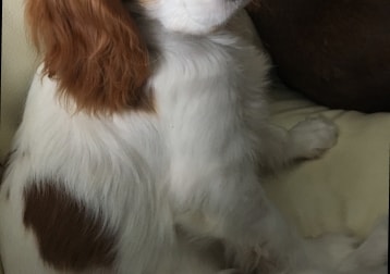 Sammeke 