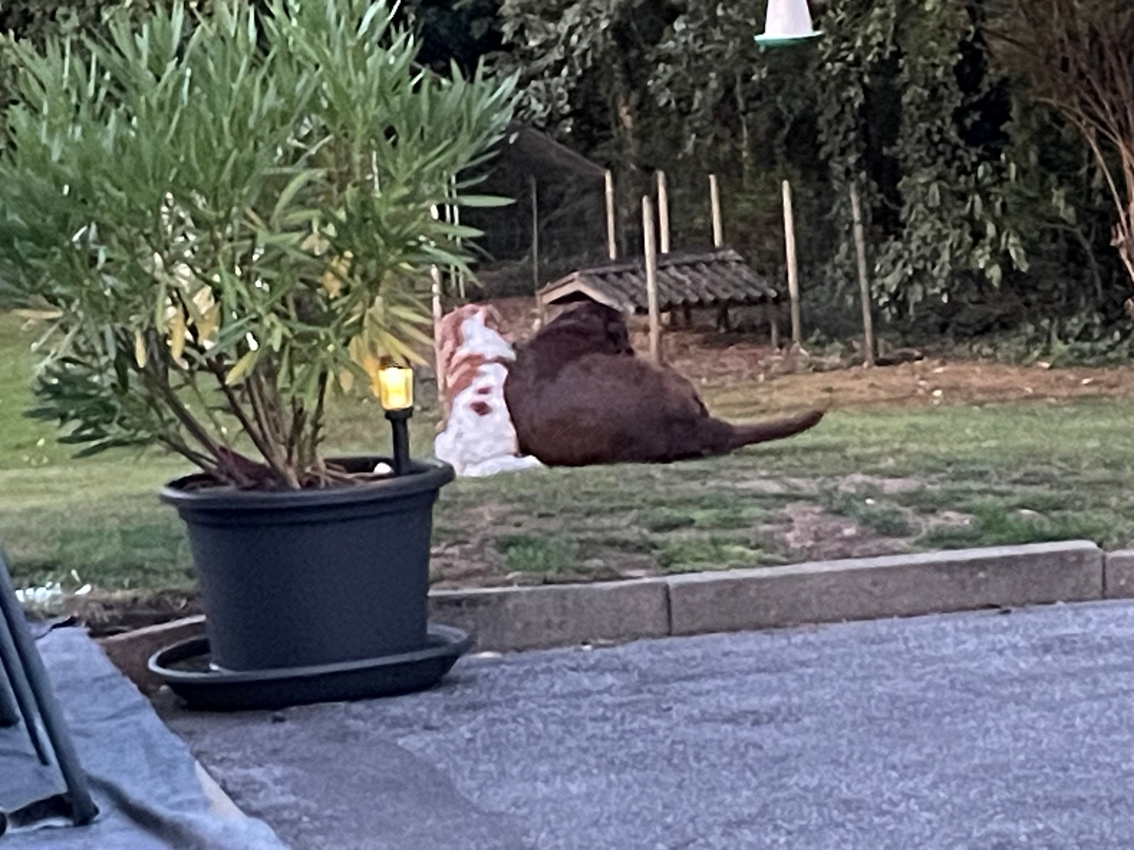 image-12