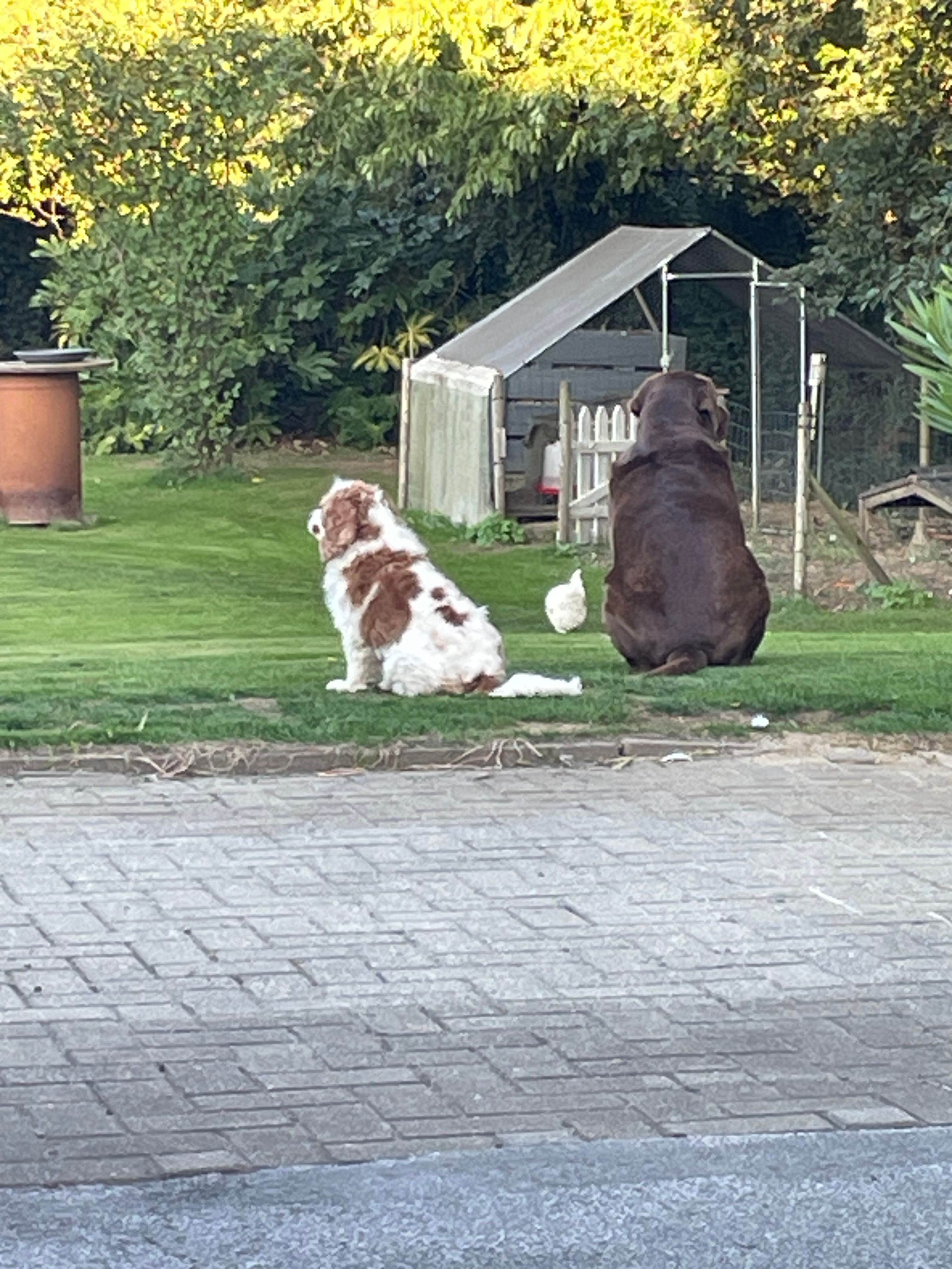 image-18