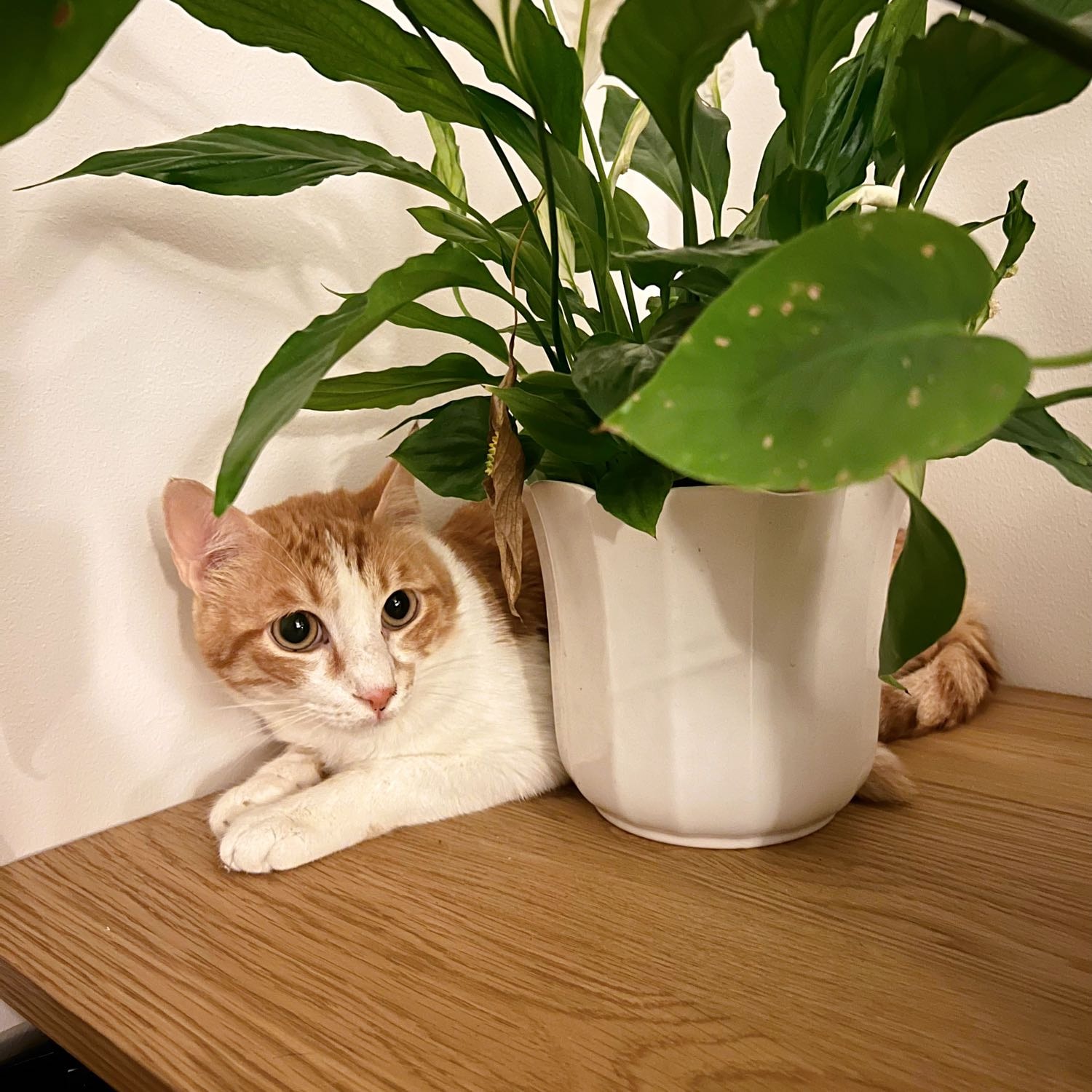 Lily