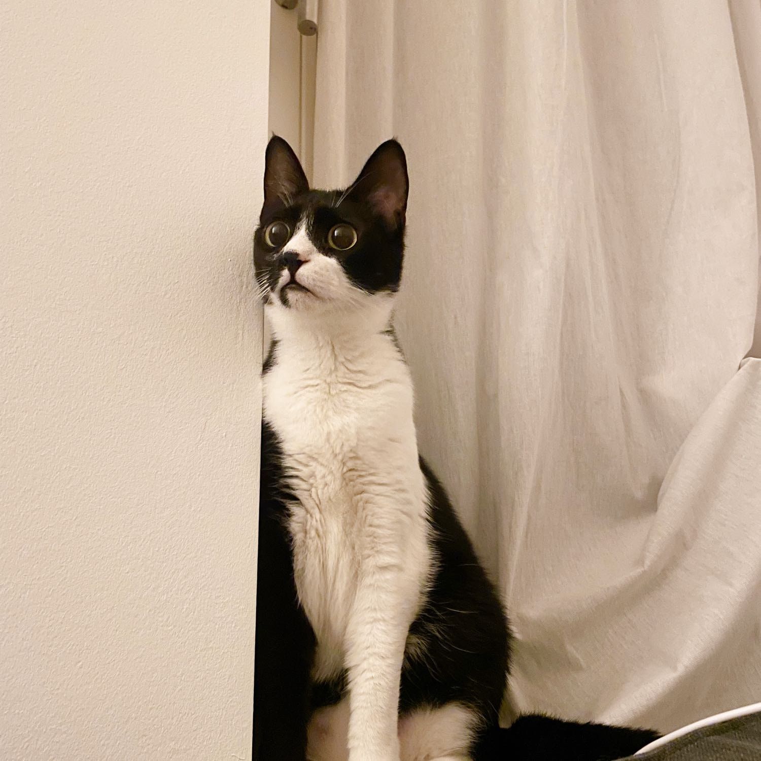 Coco