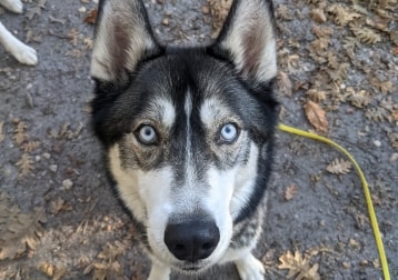 Hiko