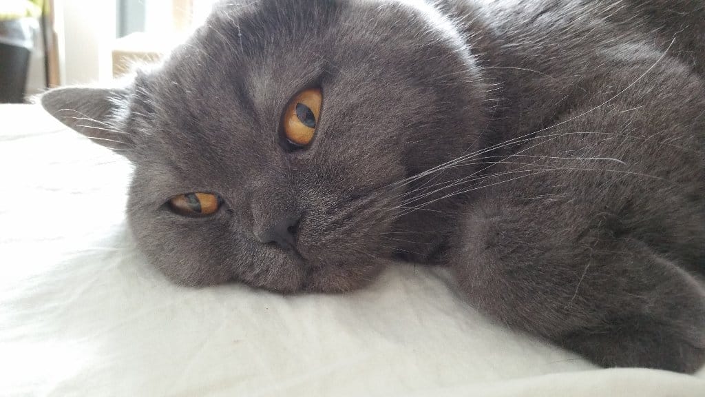 Leo