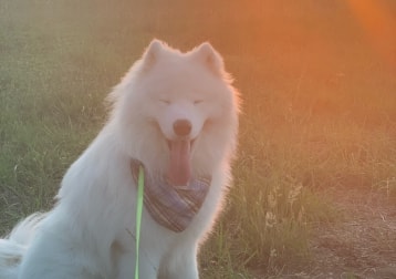 Kaos