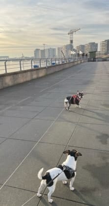 image-10