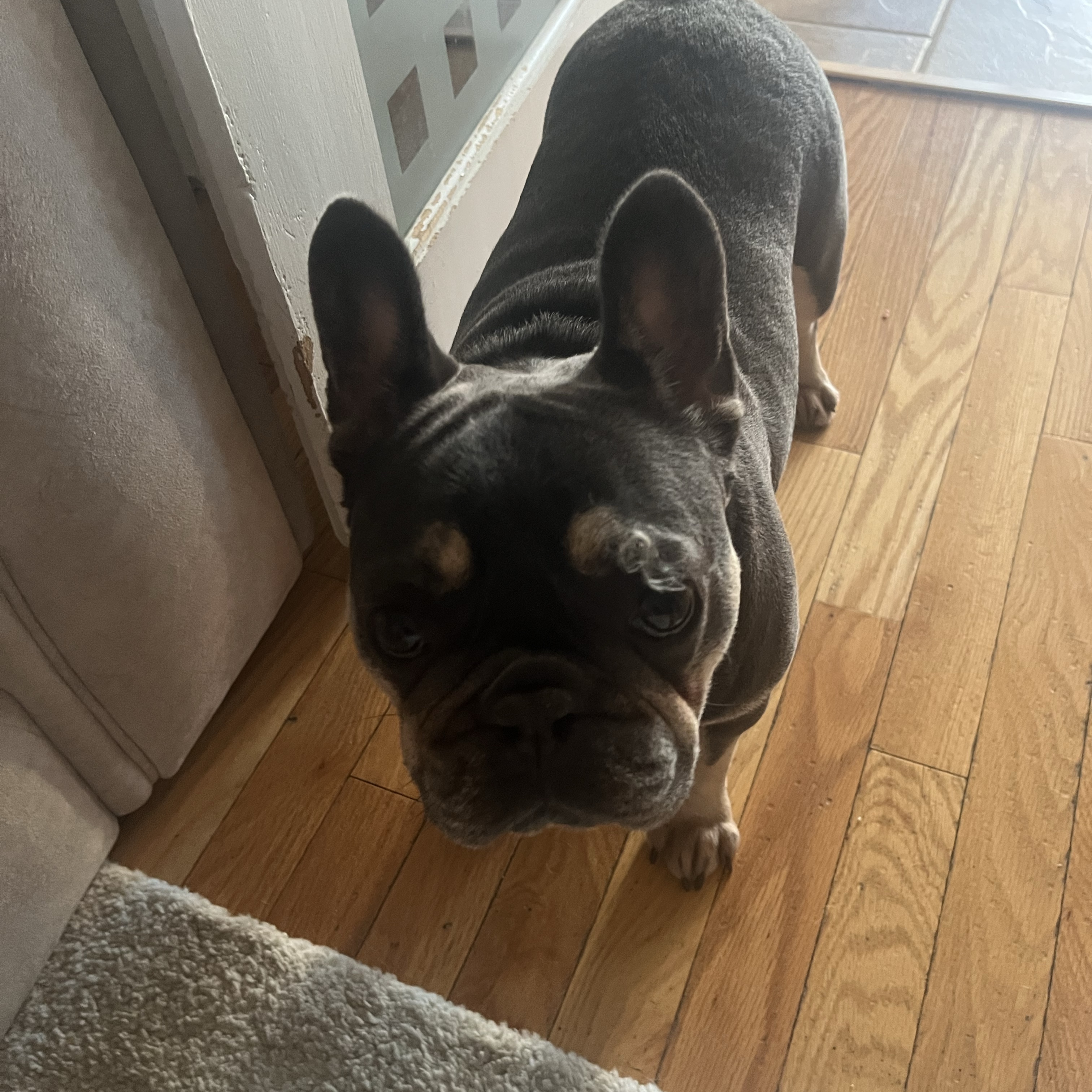 Mabel 