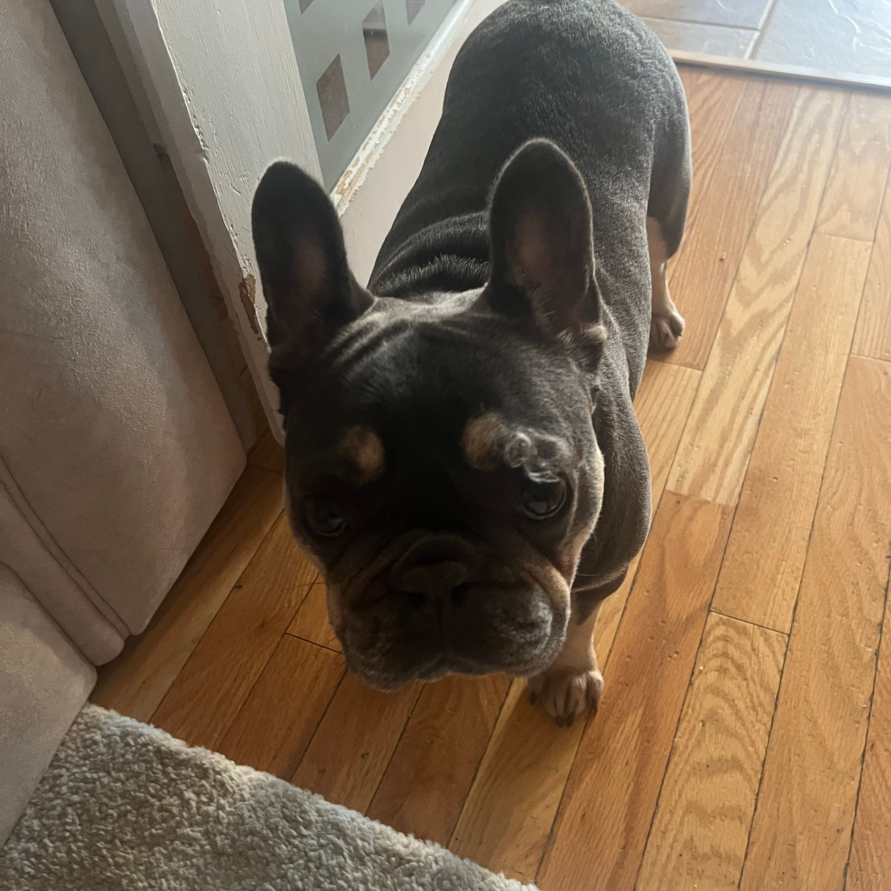 Mabel