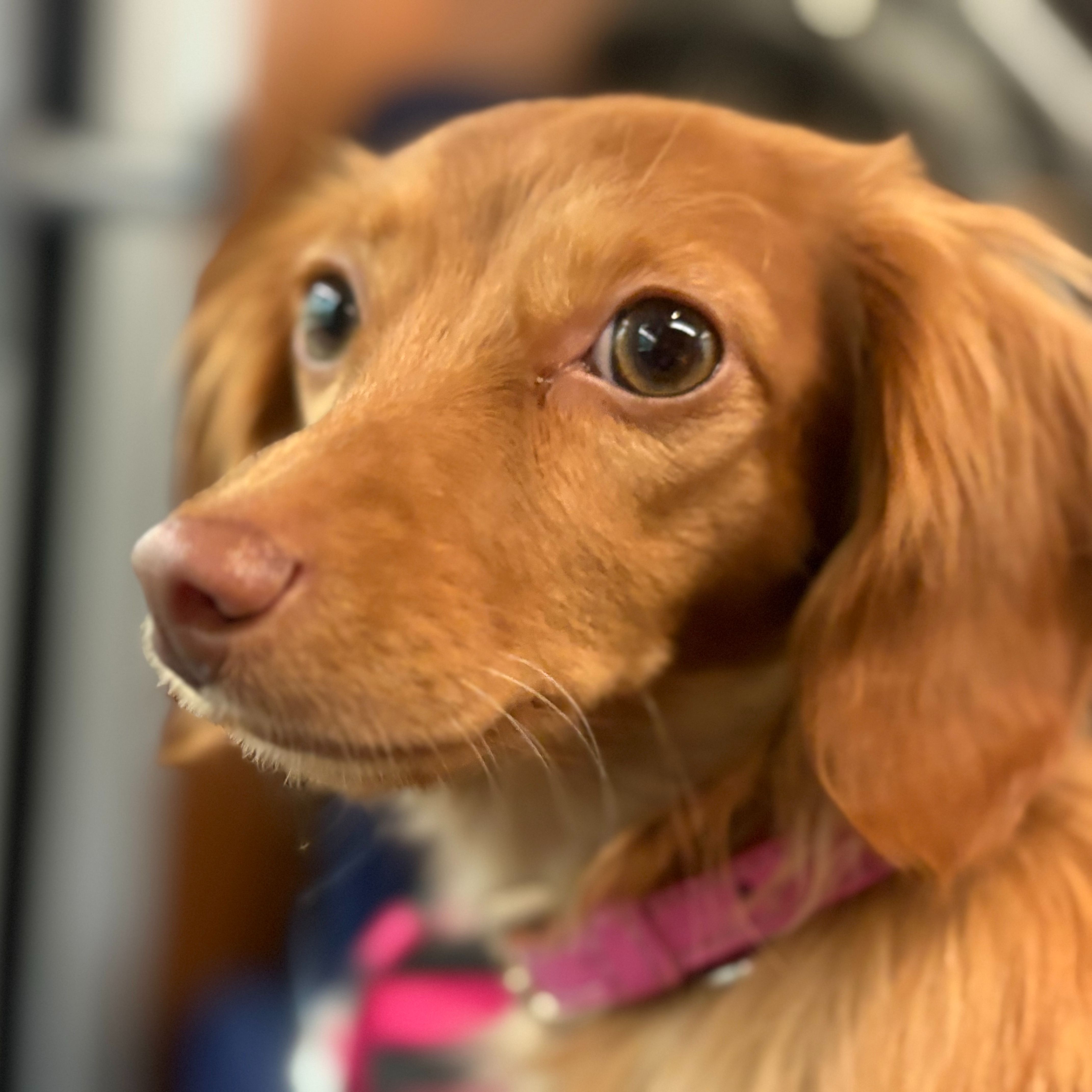 Zelda