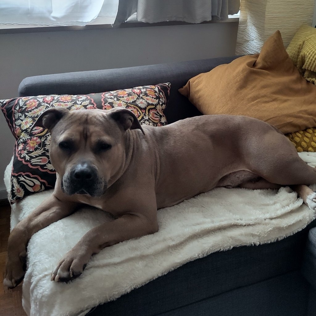 Diva