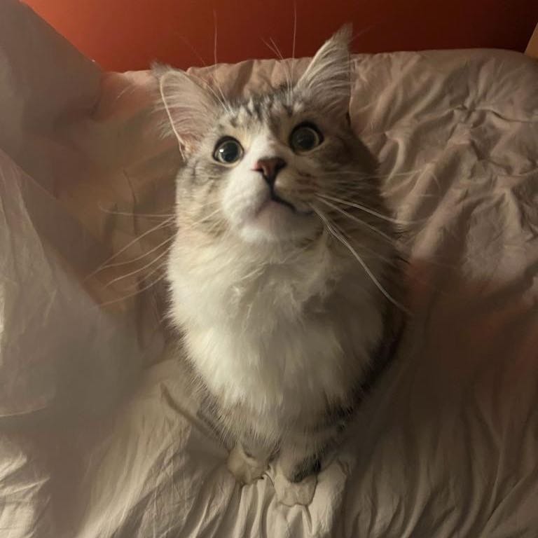 Chester